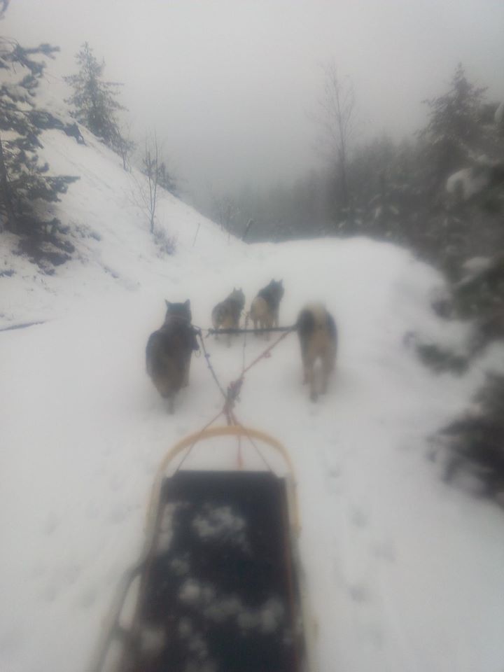Coaching coeur action cani9